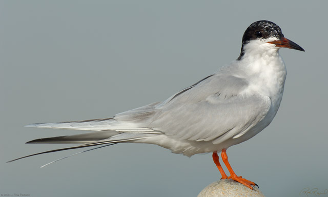 ForstersTern_Portrait_X0783