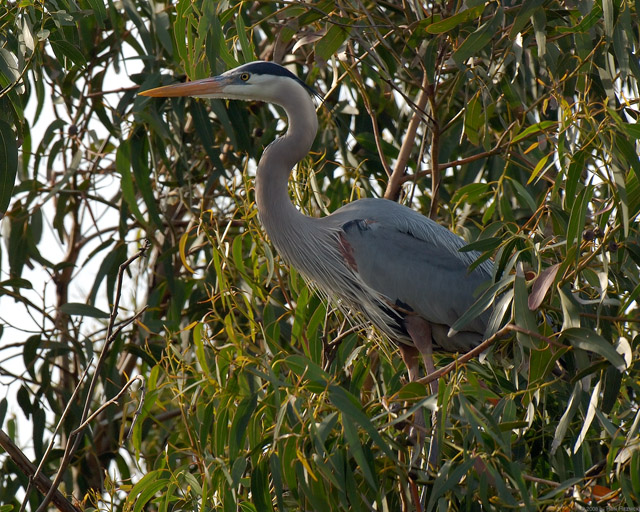 GreatBlue_Heron_Roosting_X0789