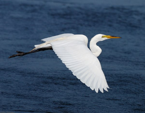 GreatEgret_Flight_HS4772