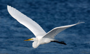 GreatEgret_Flight_X4592