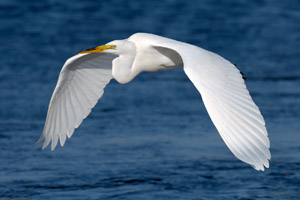 GreatEgret_Flight_X4593