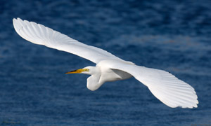 GreatEgret_Flight_X4594