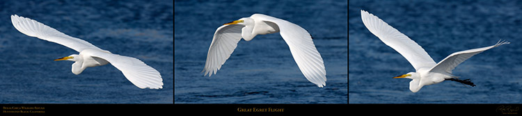 GreatEgret_Flight_XXXL