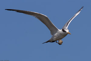 LeastTern_Clam_HS1871