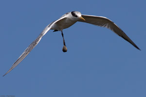 LeastTern_Clam_HS1872