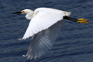 SnowyEgret_Flight_HS4593