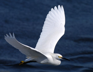 SnowyEgret_Flight_HS4713