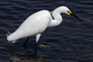 SnowyEgret_HS4620