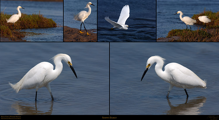 SnowyEgret_SXXL