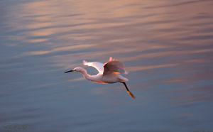 SnowyEgret_SunsetFlight_HS6188