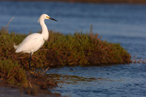 SnowyEgret_Sunset_HS5141