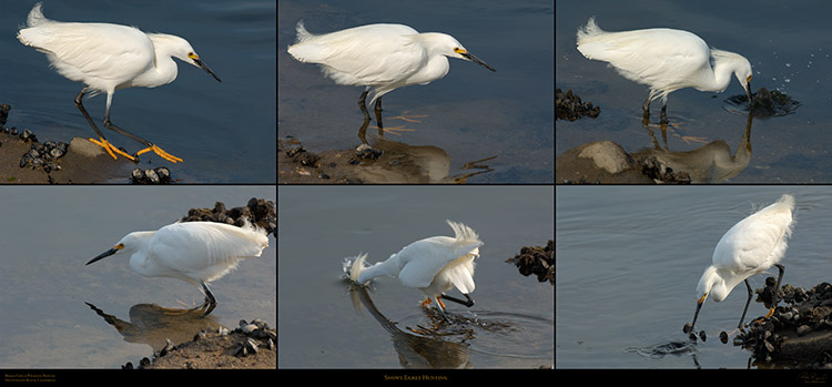 SnowyEgret_hunting_BolsaChicaRefuge_XXXL