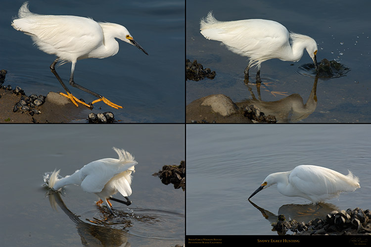 SnowyEgret_hunting_BolsaChica_SXXL