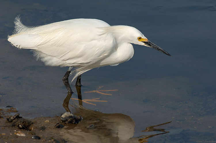 SnowyEgret_hunting_X0757