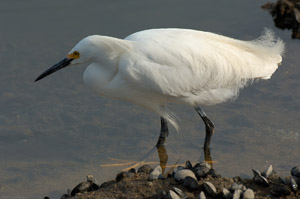 SnowyEgret_hunting_X0763