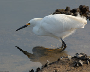SnowyEgret_hunting_X0764