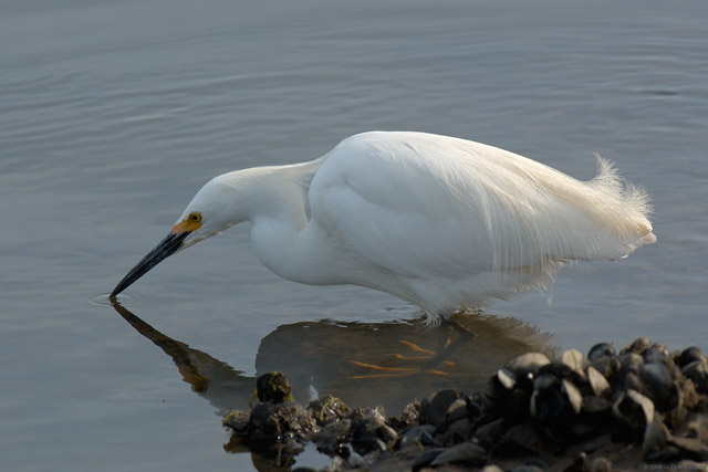 SnowyEgret_hunting_X0770