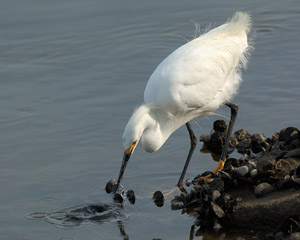 SnowyEgret_hunting_X0774