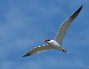 Tern_HS1230