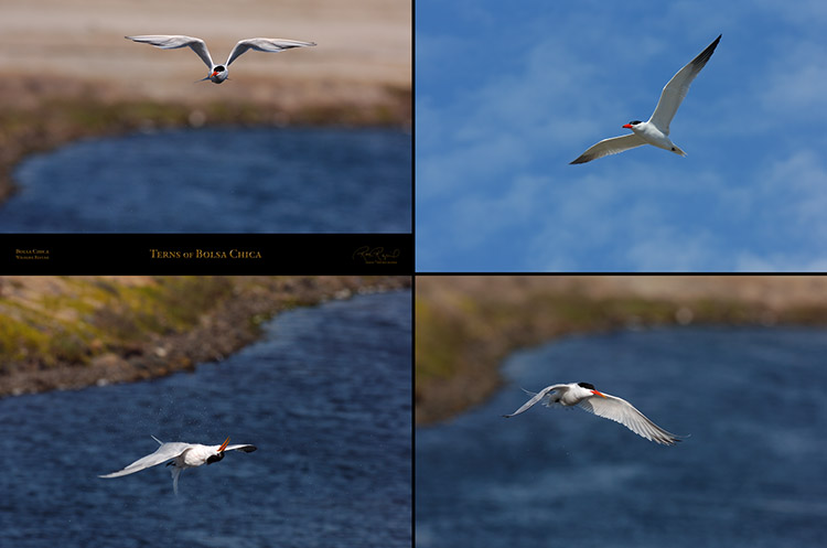 Terns_of_BolsaChica_XXL