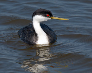 WesternGrebe_X4544