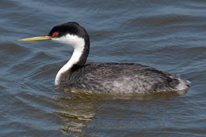 WesternGrebe_X4548