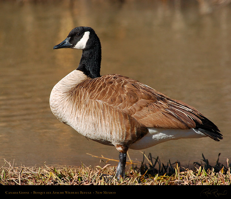 CanadaGoose_Bosque_1949M