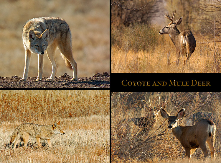 Coyote_MuleDeer