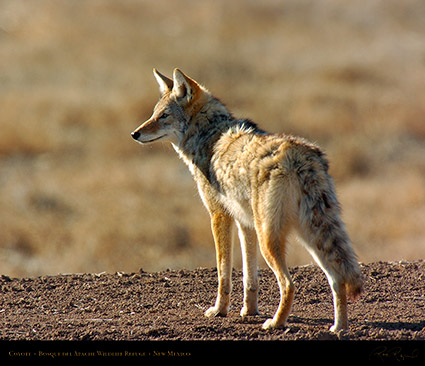 Coyote_2504M