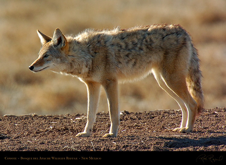 Coyote_2518