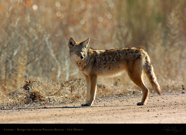 Coyote_2564