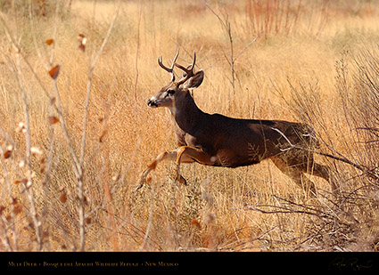 MuleDeer_Bosque_HS1087c