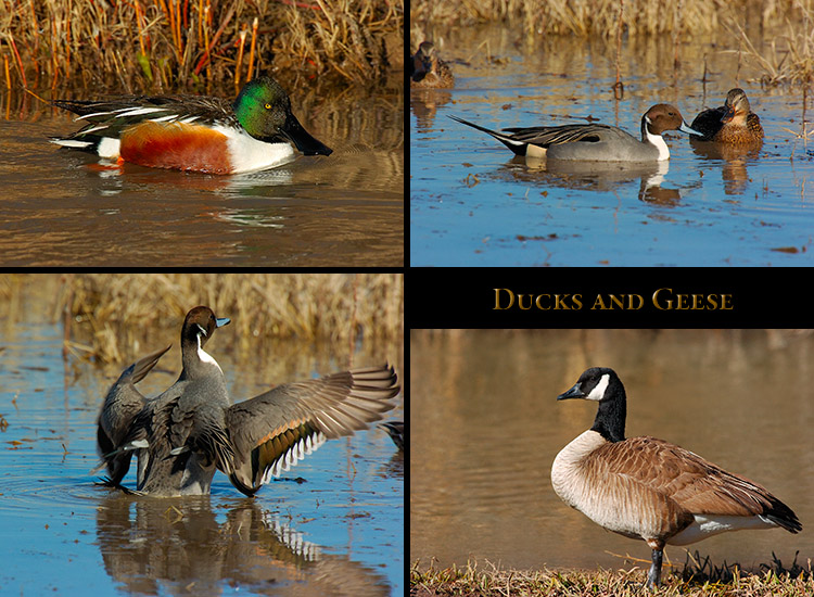 Ducks_Geese