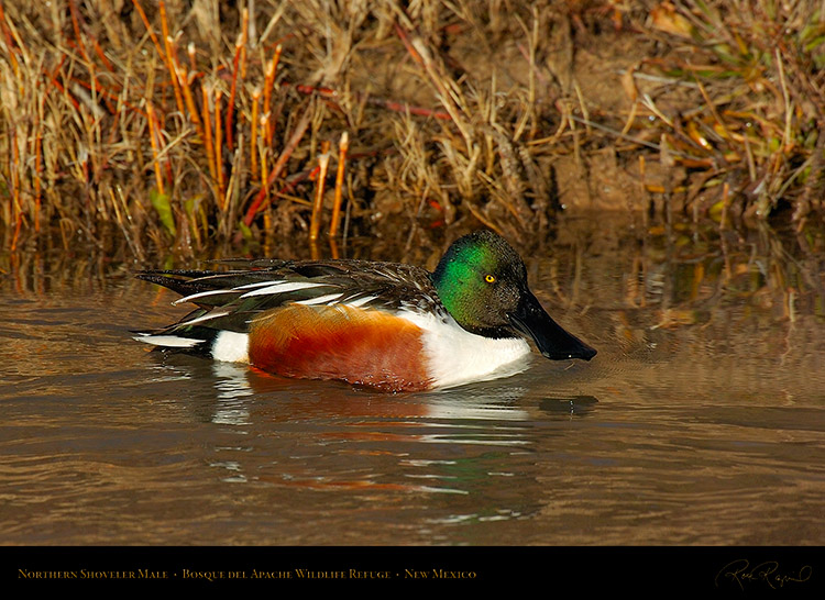 NorthernShoveler_5889