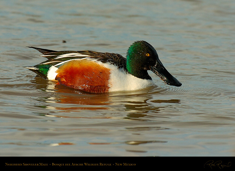 NorthernShoveler_6590c