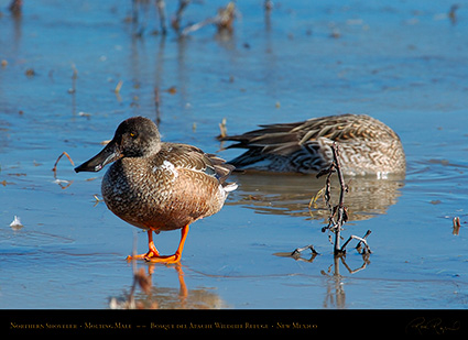 NorthernShoveler_MoltingMale_2135