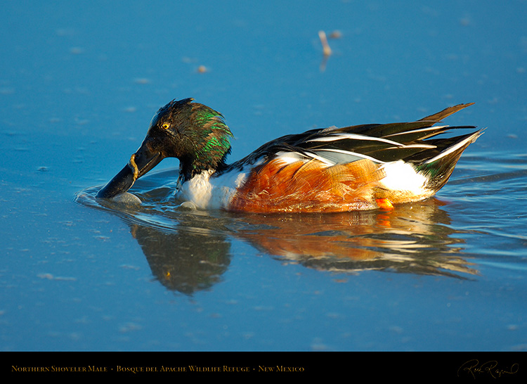 NorthernShoveler_X0557