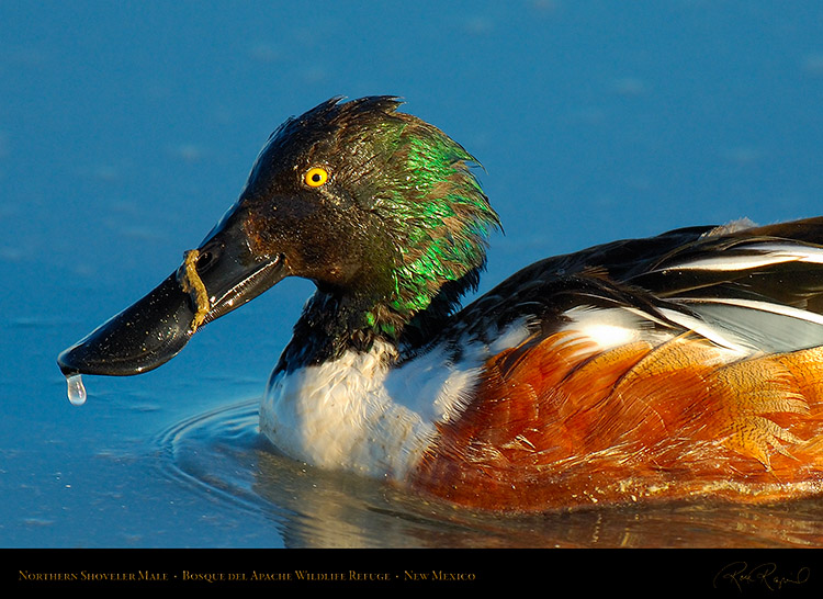 NorthernShoveler_X0558c