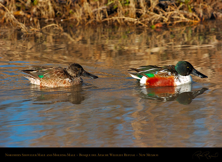 NorthernShovelers_1746