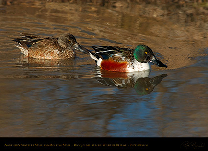 NorthernShovelers_1747