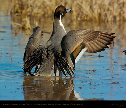 PintailDisplay_2567M