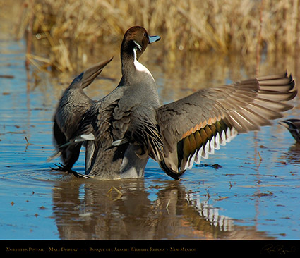 PintailDisplay_2568M