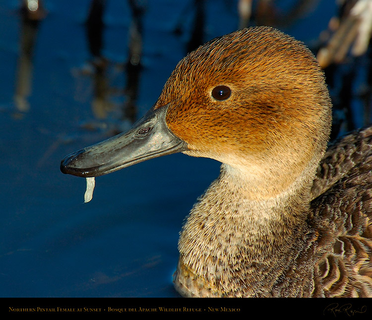 PintailFemale_Close-Portrait_5160M