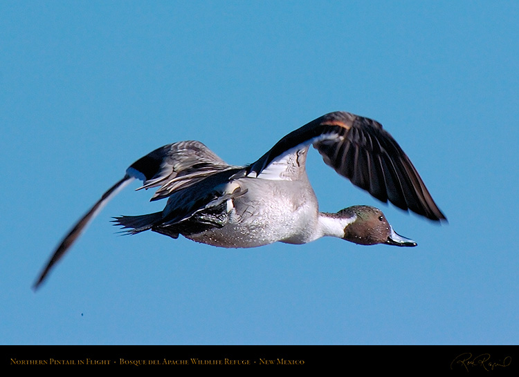 PintailFlight_2937