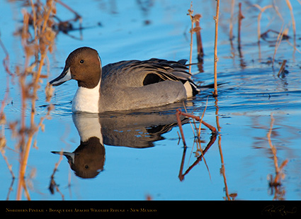 Pintail_X9502