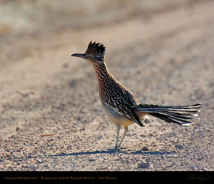 GreaterRoadrunner_5028M