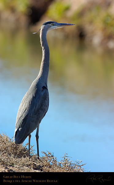 GreatBlueHeron_2453