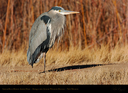 GreatBlueHeron_AlphaMale_1838