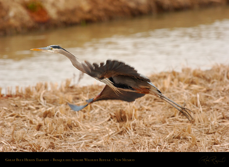 GreatBlueHeron_Takeoff_5571