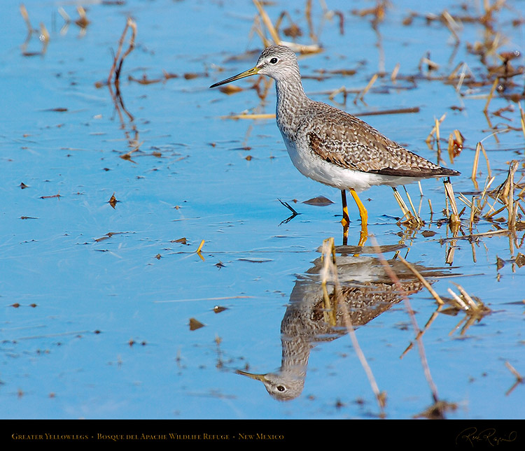 GreaterYellowlegs_4916M